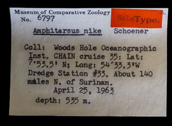 Media type: image;   Invertebrate Zoology OPH-6797 Description: Bottom up view of single ophiuroid specimen with a scale bar.;  Aspect: labels